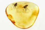 Detailed Fossil Flies (Dolichopodidae) In Baltic Amber #275461-1